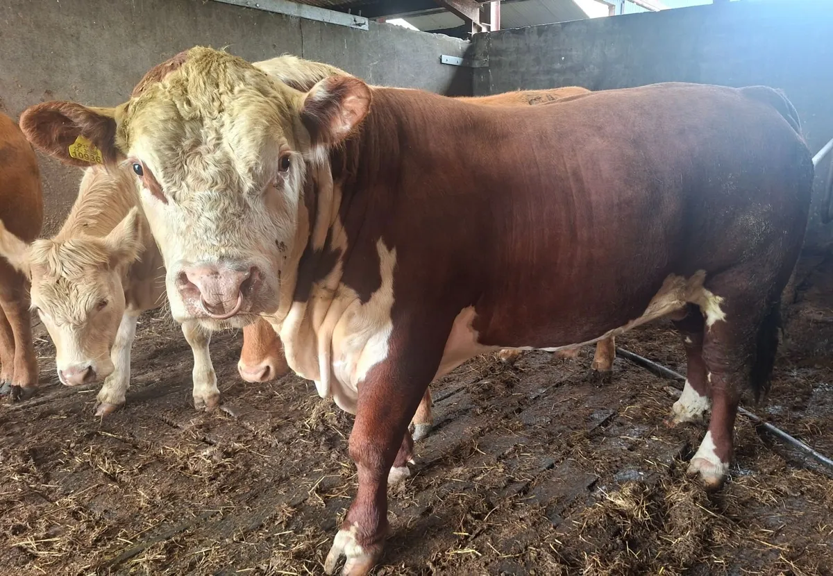 Mature Polled Hereford Bull - Image 1