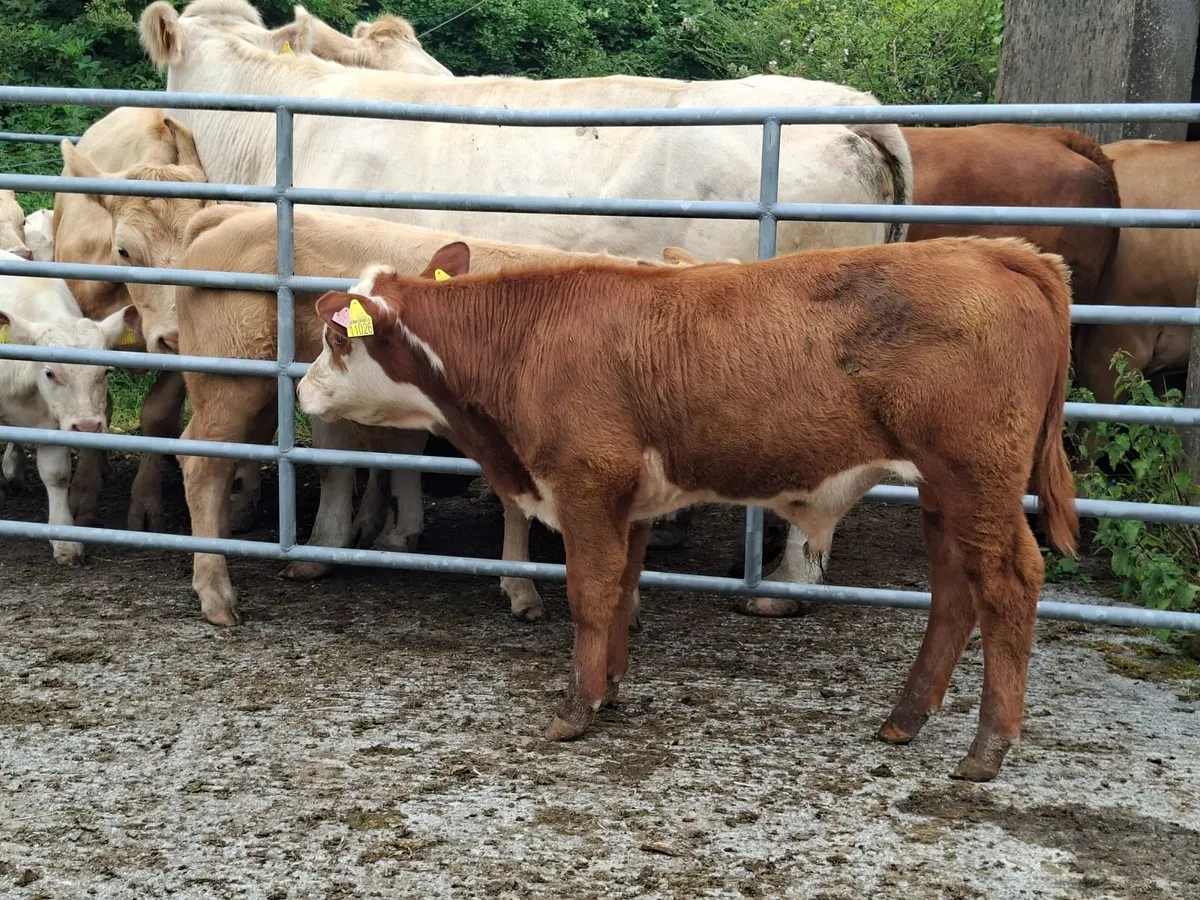 Mature Polled Hereford Bull - Image 4