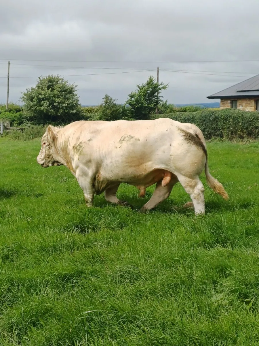 Bull - Image 1