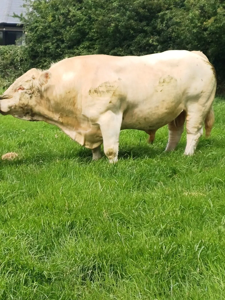 Bull - Image 2