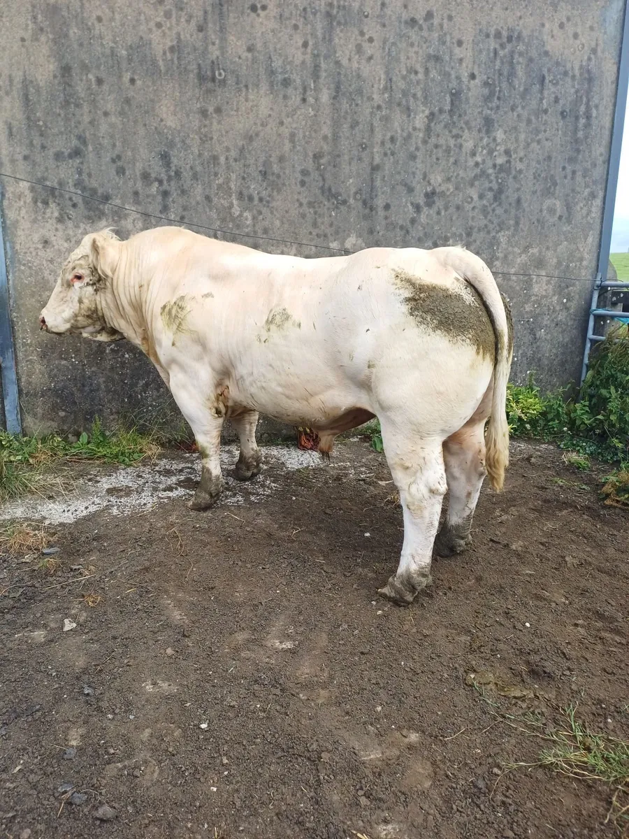 Bull - Image 3
