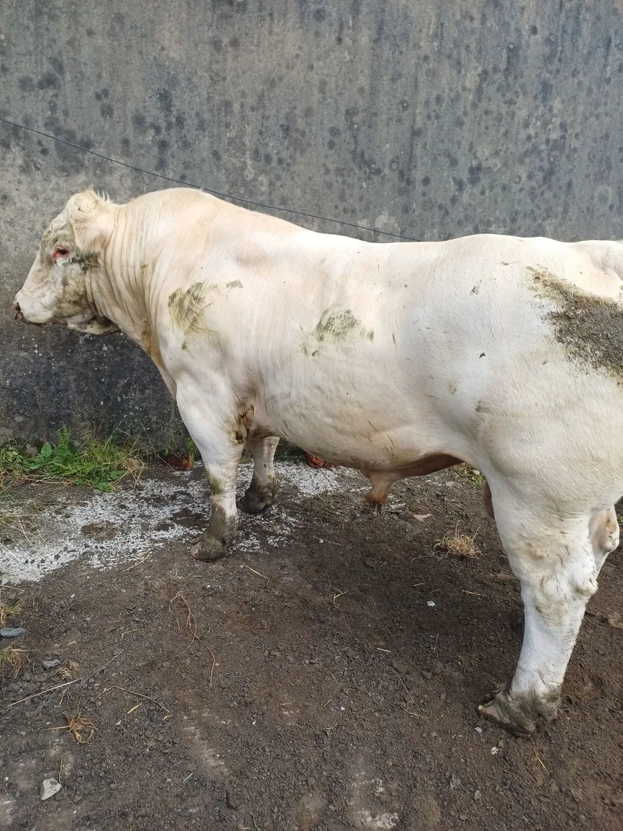 Bull - Image 4