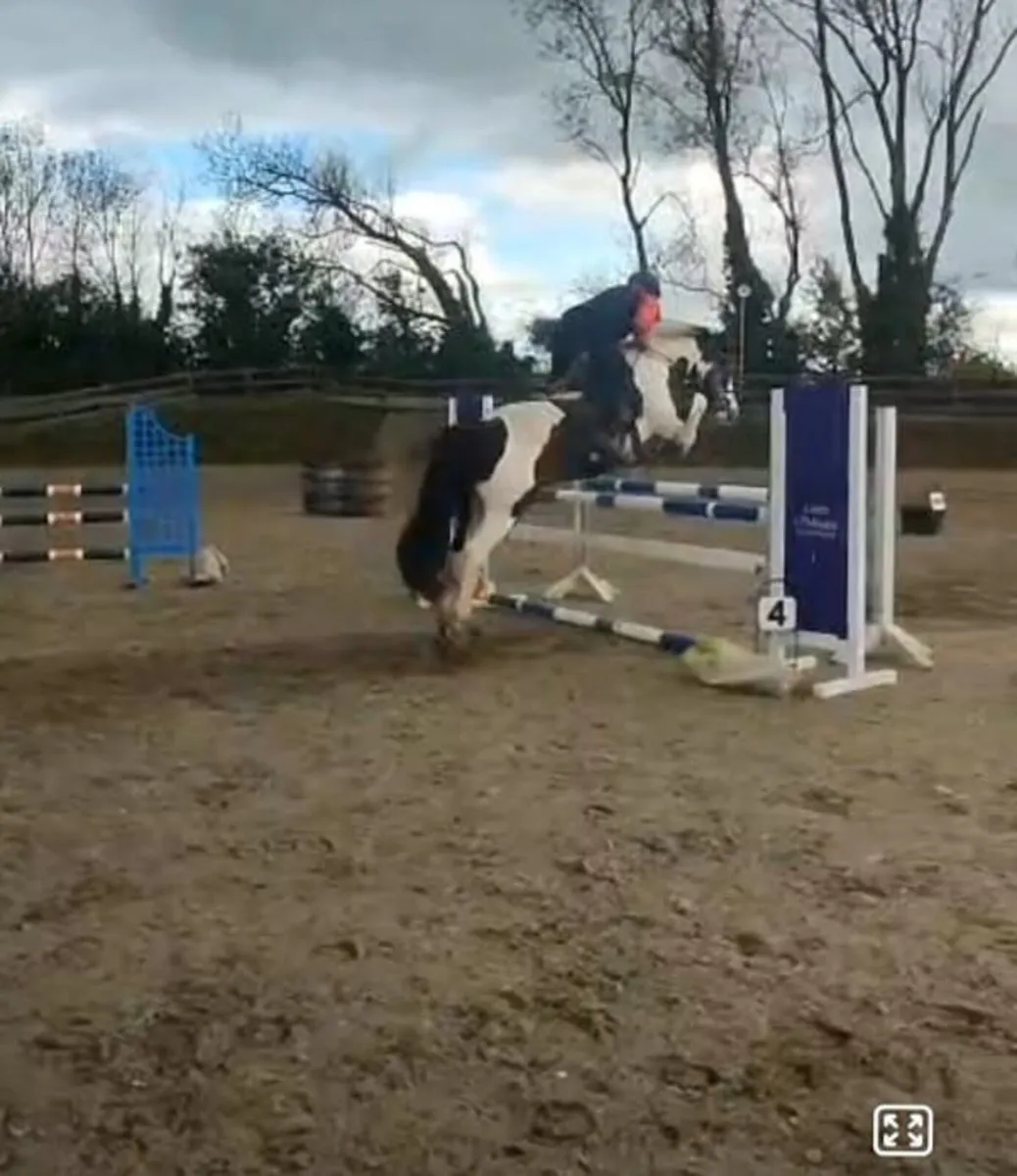14.2H gelding - Image 1