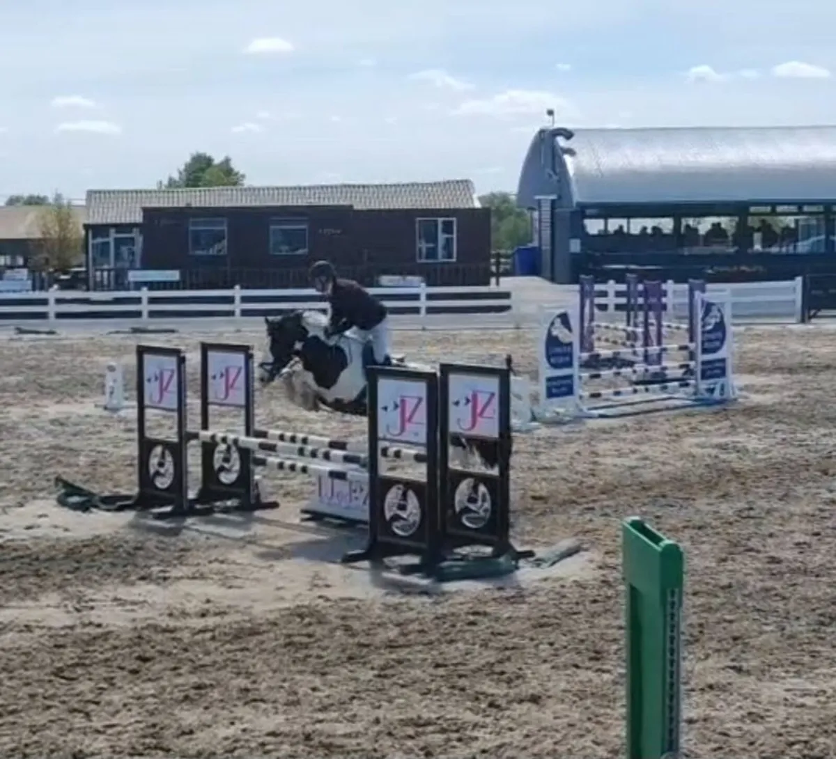 14.2H gelding - Image 2