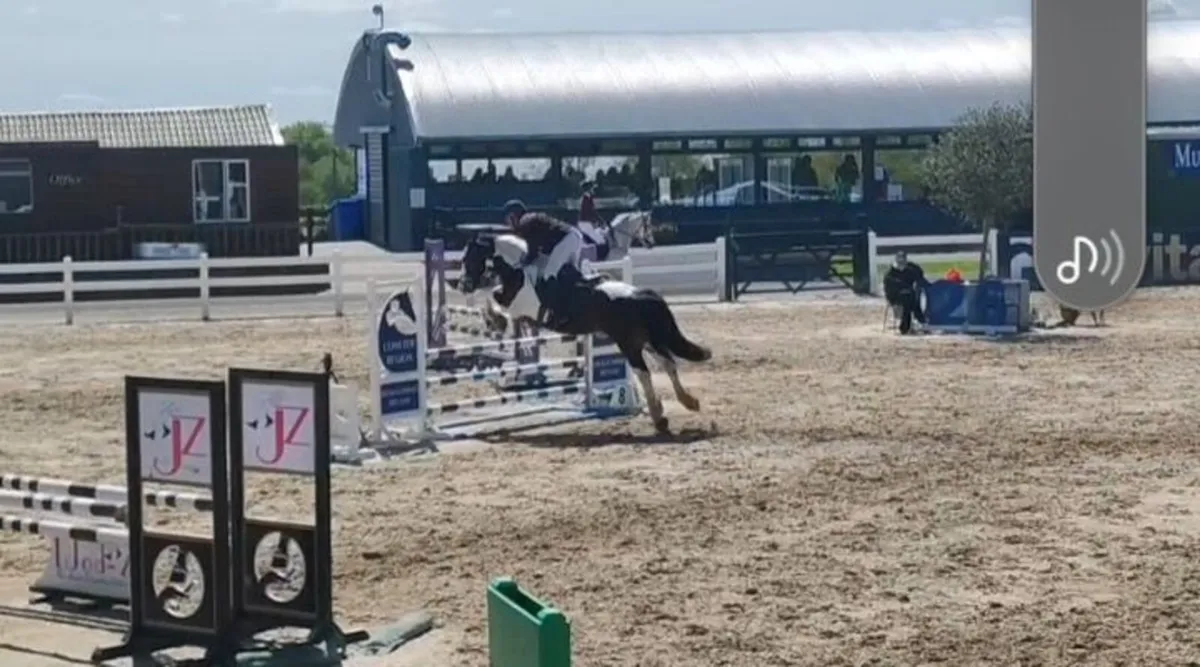 14.2H gelding - Image 3