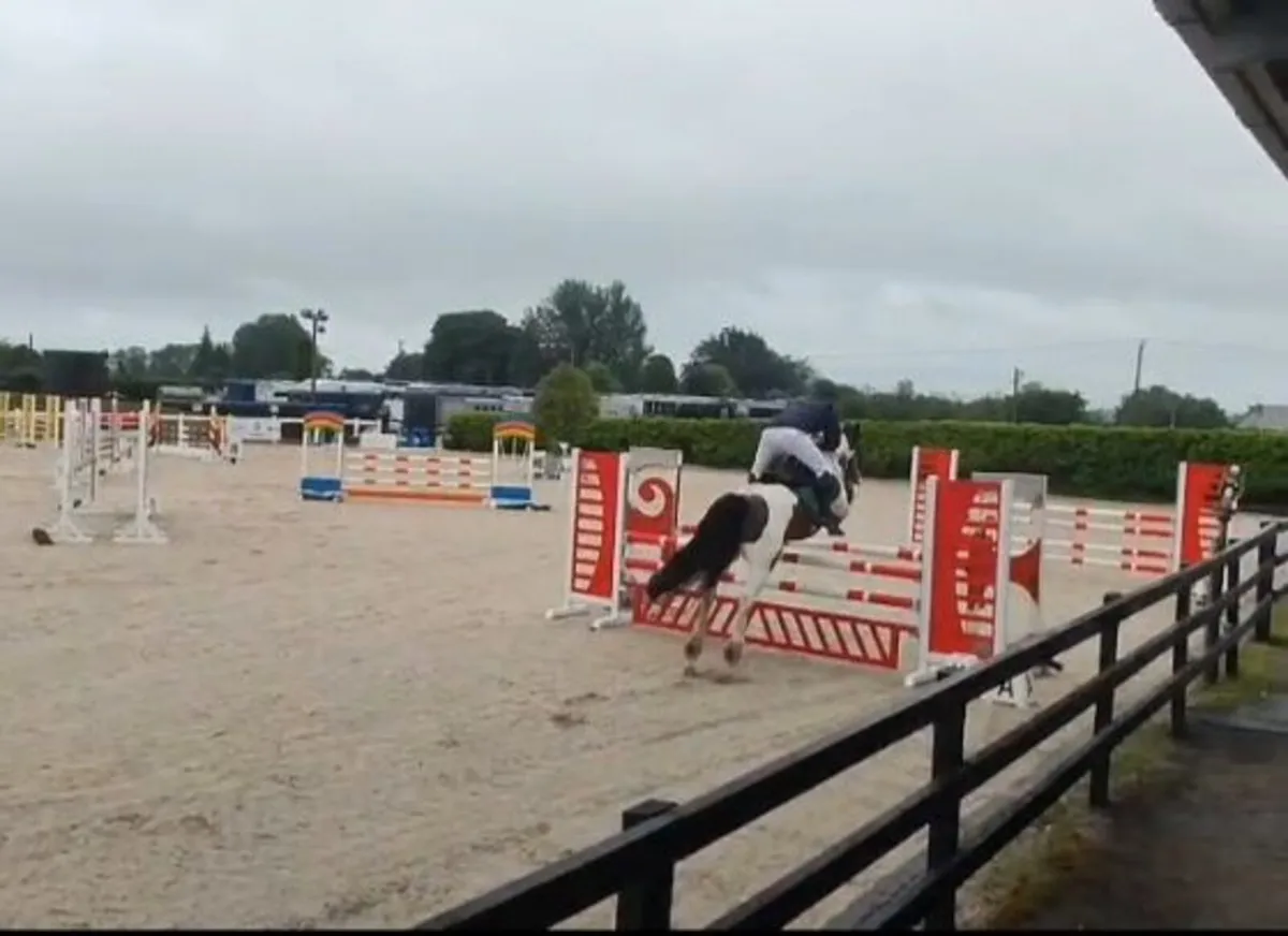 14.2H gelding - Image 4