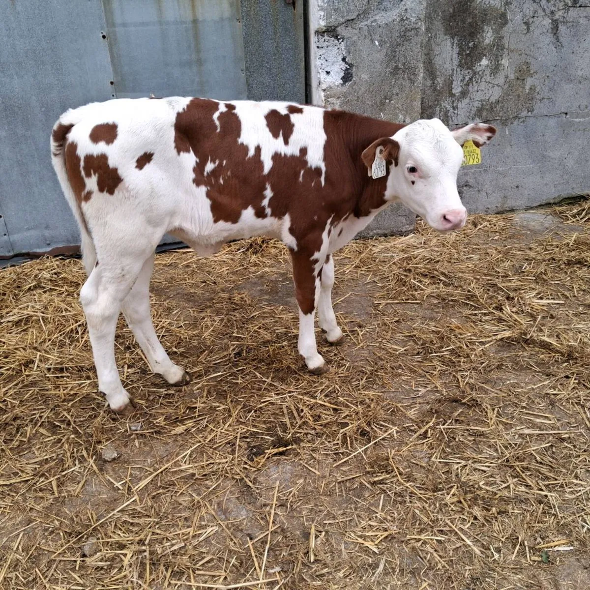 Super heifer calf - Image 1