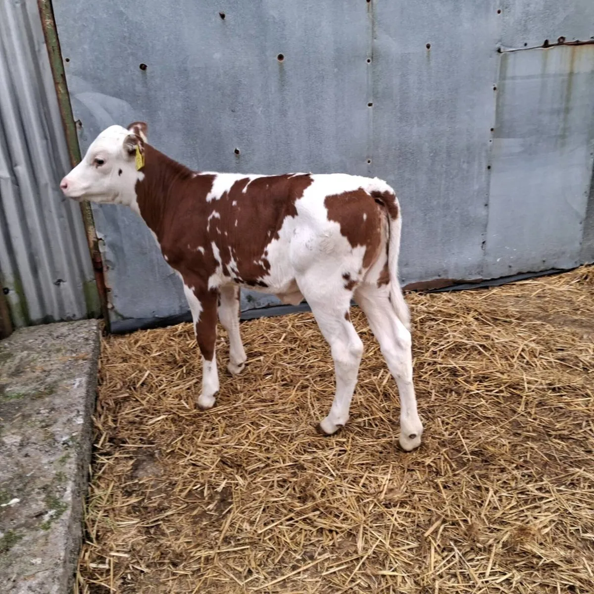 Super heifer calf - Image 3