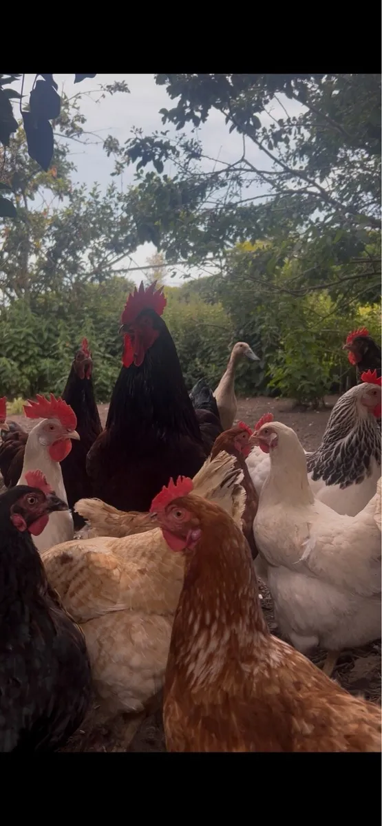 White Leghorns