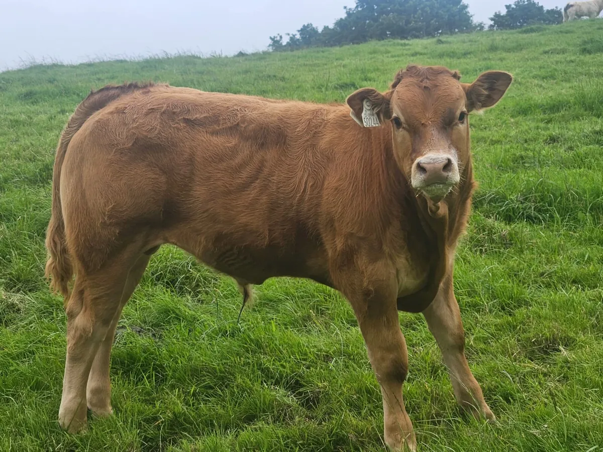 Bull - Image 4