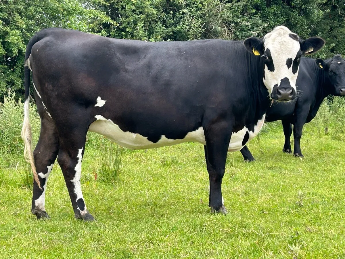 Lovely incalf heifer - Image 2