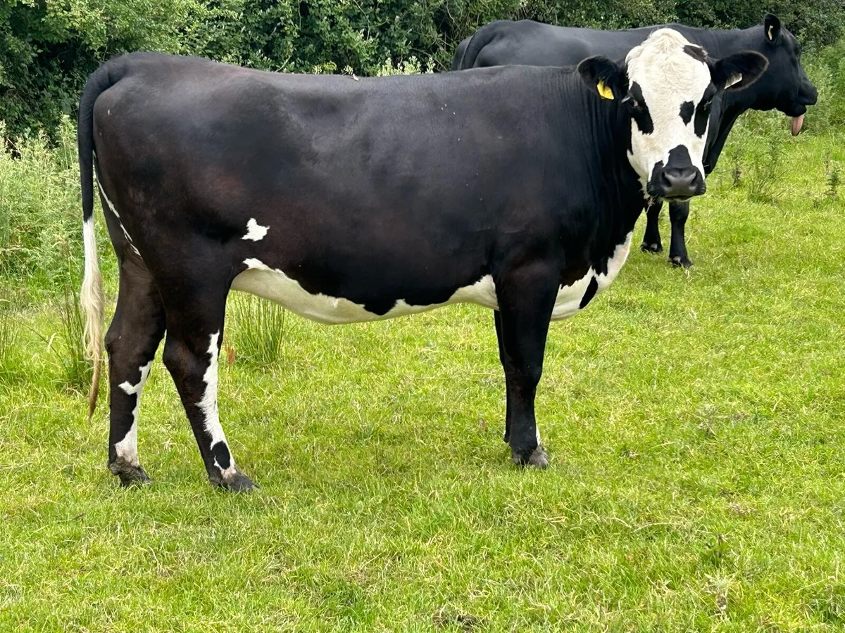 Lovely incalf heifer - Image 3