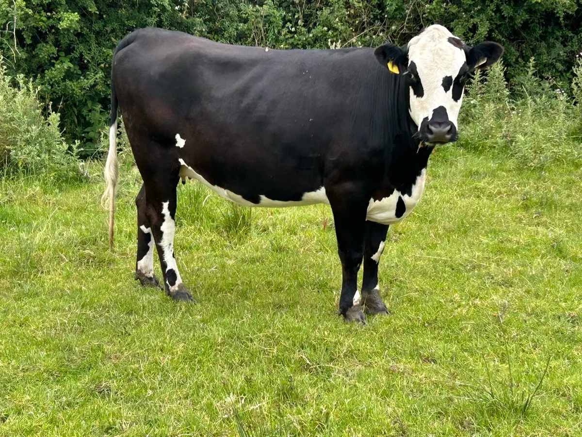 Lovely incalf heifer - Image 4