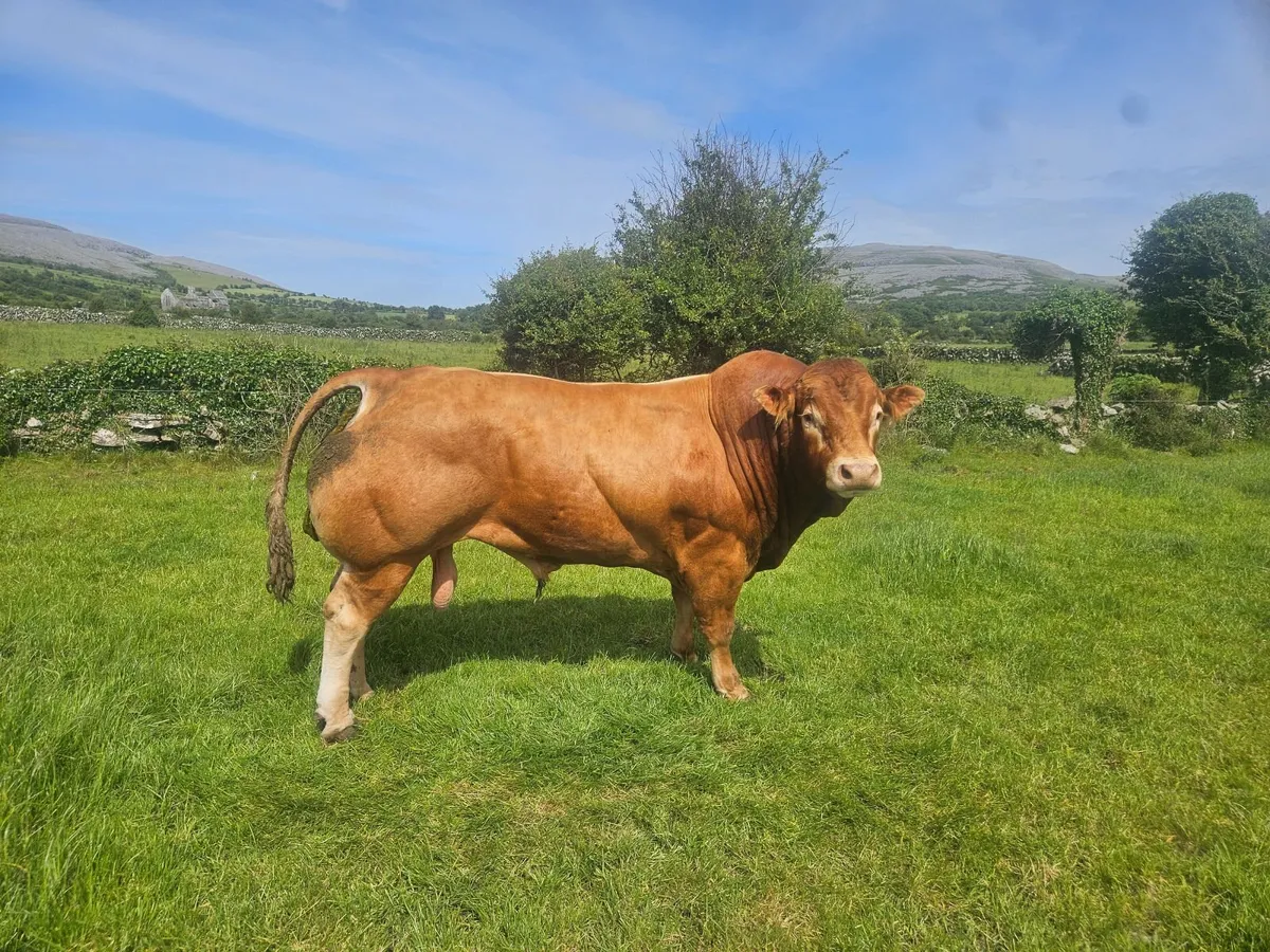 Bull - Image 1