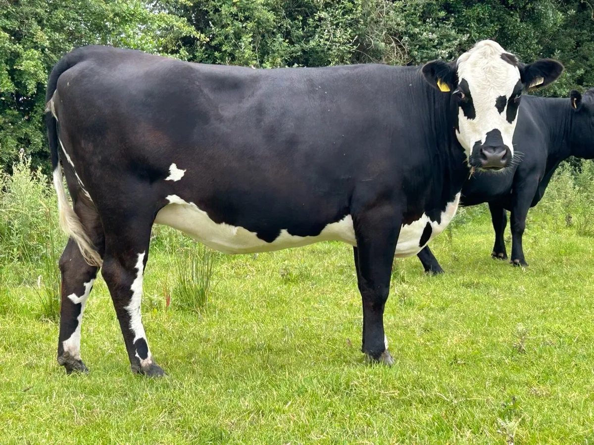 Lovely incalf heifer - Image 1