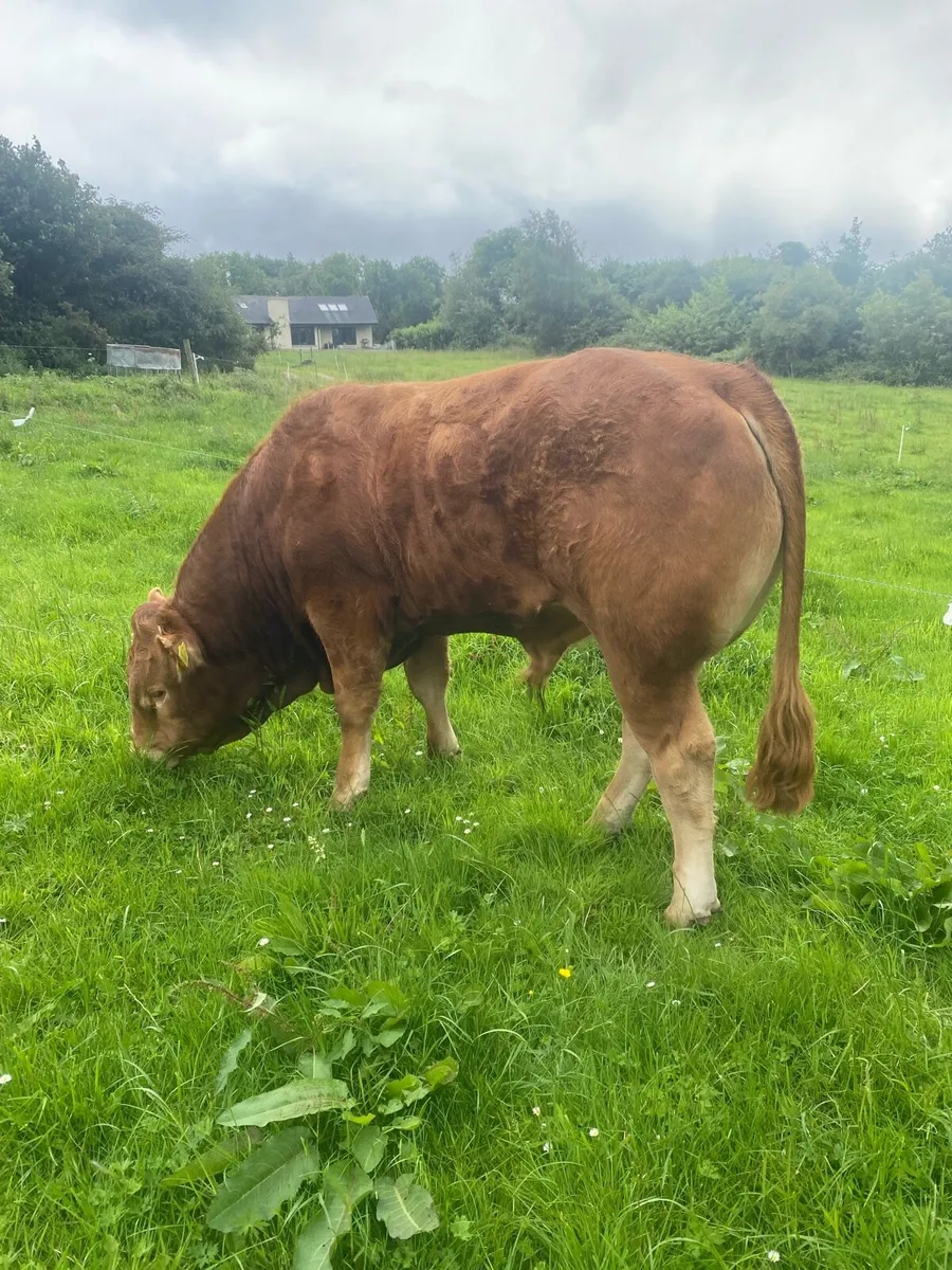 Purebred Limousin Bull ⭐️ - Image 1