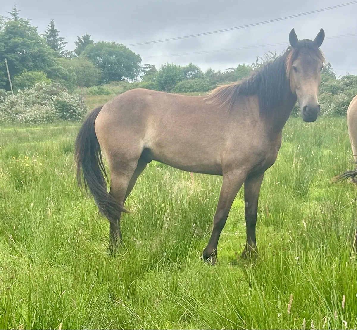Lovely 4 year old - Image 2