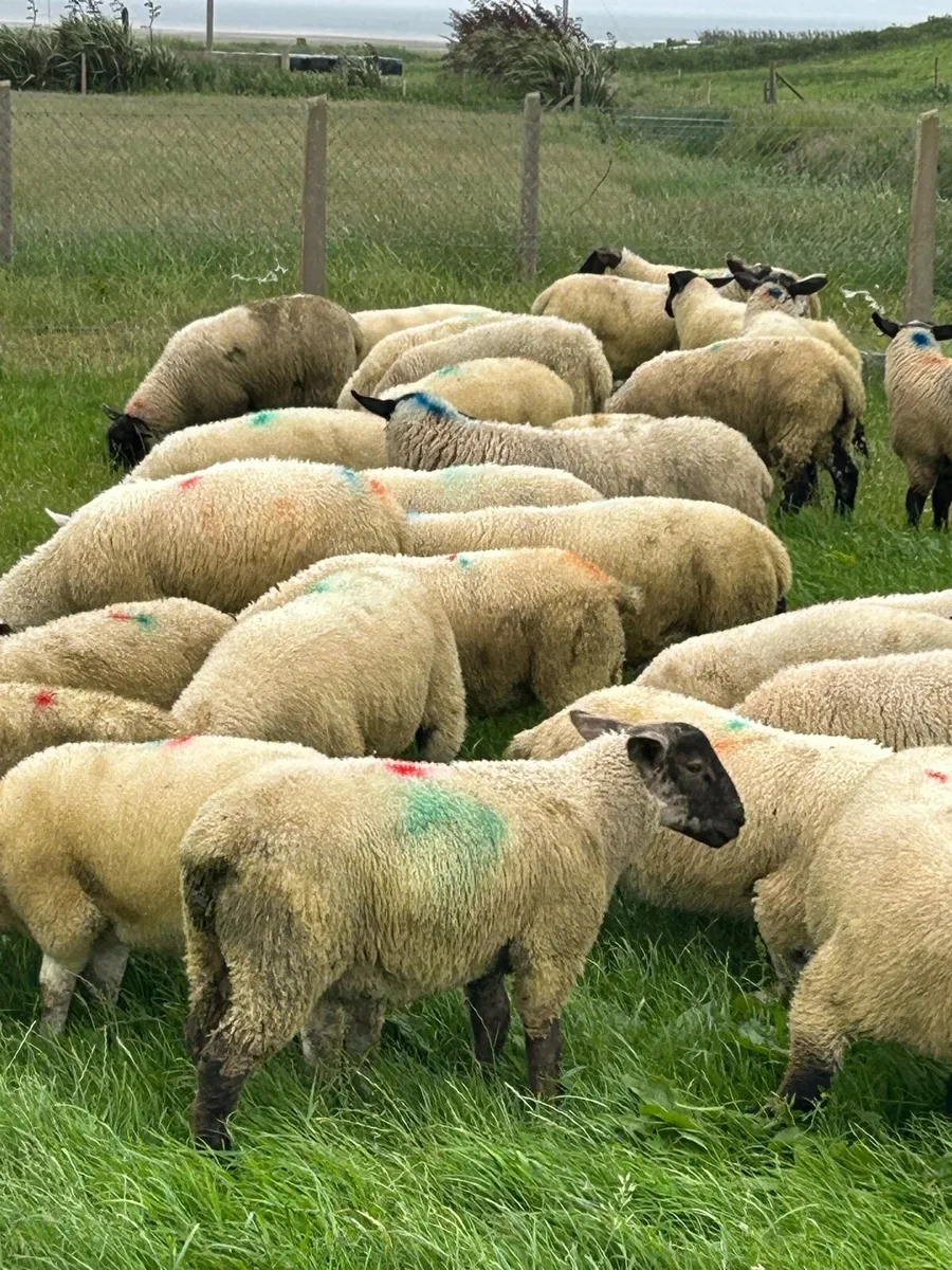 *****LAMBS***** - Image 2