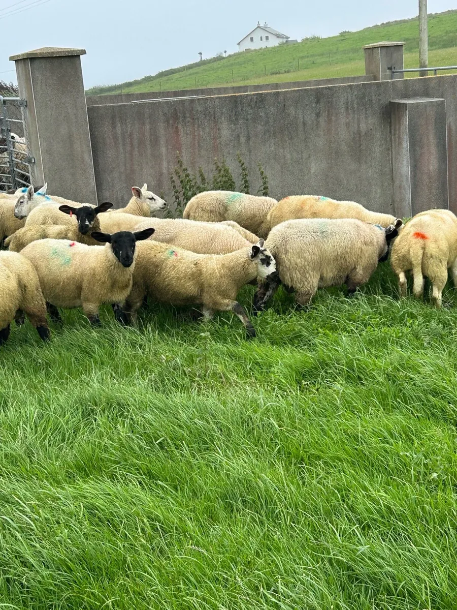 *****LAMBS***** - Image 3