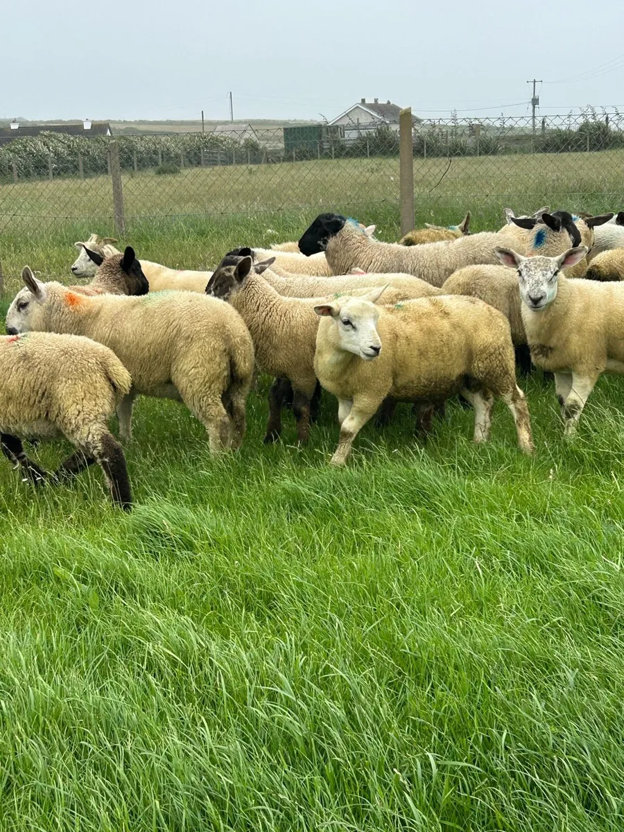 *****LAMBS***** - Image 4