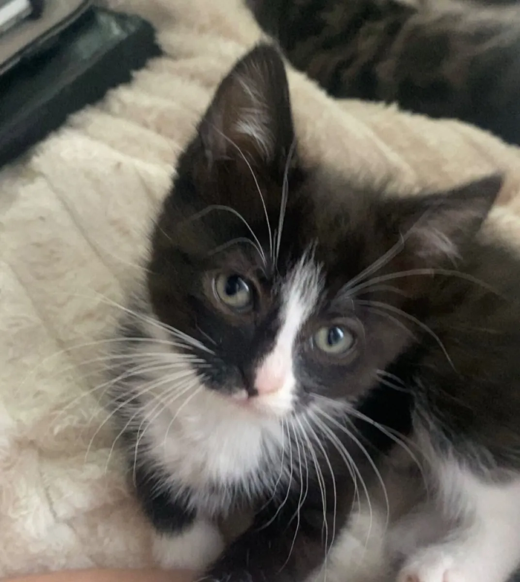 Kittens - Image 1