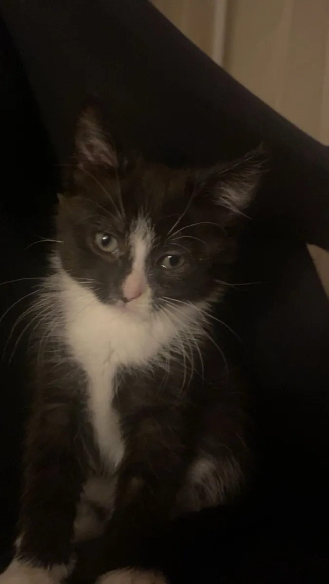 Kittens - Image 2