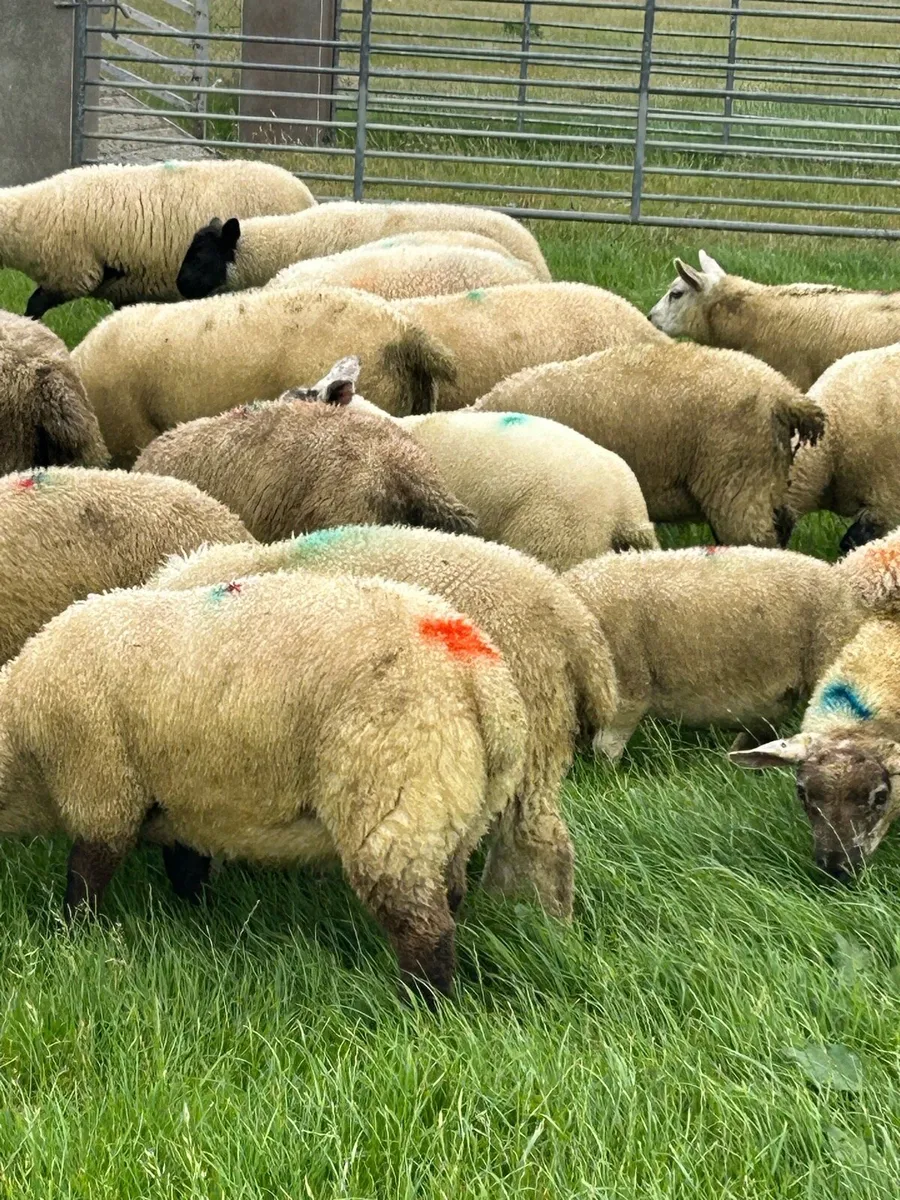 *****LAMBS***** - Image 1