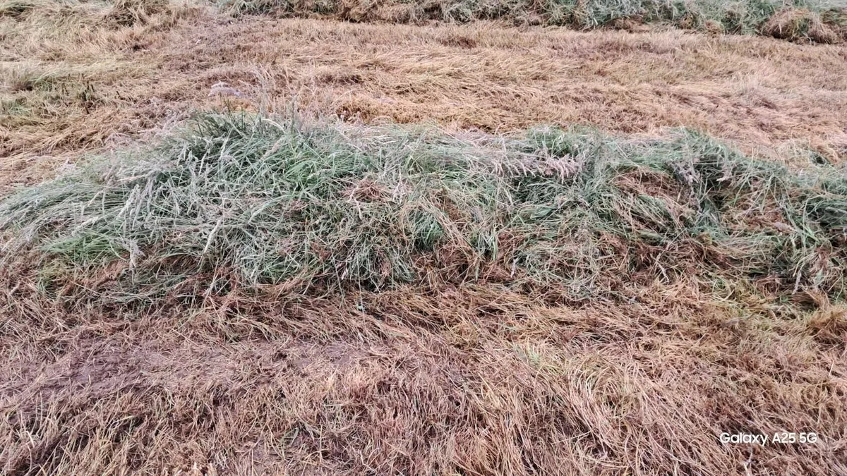 92 Silage Bales - Image 4