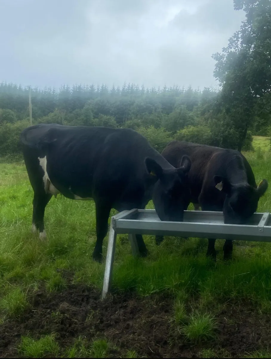 Limousine first calver with angus bull weanling - Image 1