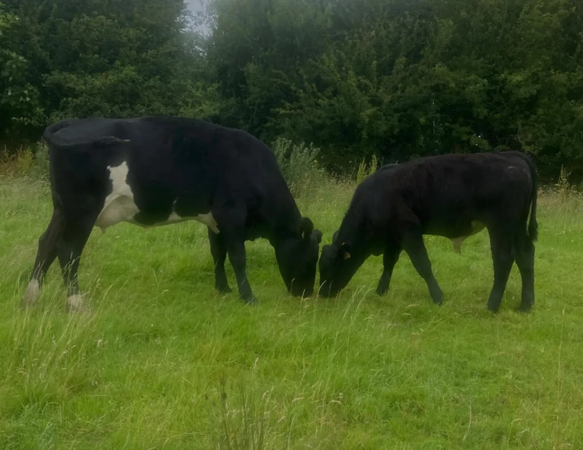 Limousine first calver with angus bull weanling - Image 2
