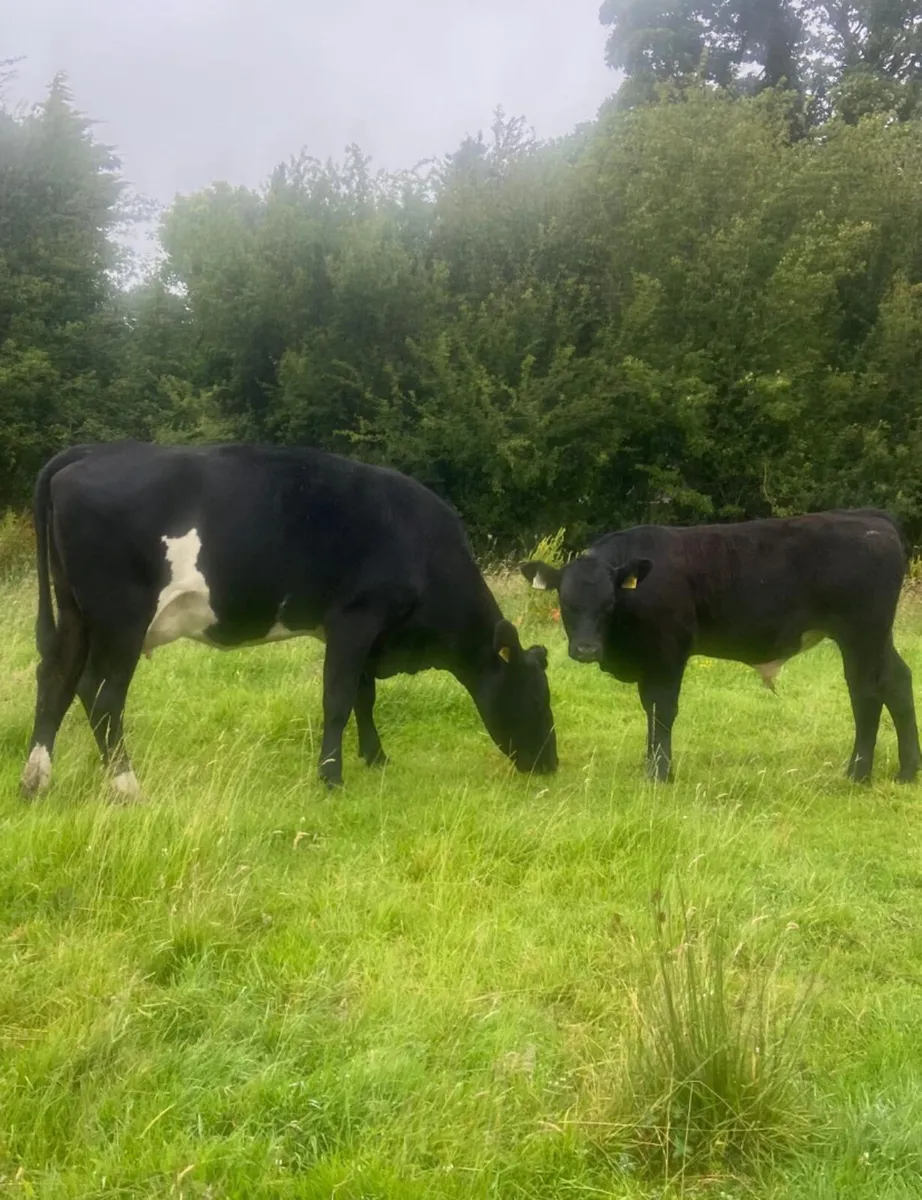 Limousine first calver with angus bull weanling - Image 3
