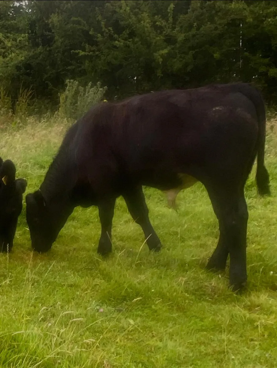 Limousine first calver with angus bull weanling - Image 4