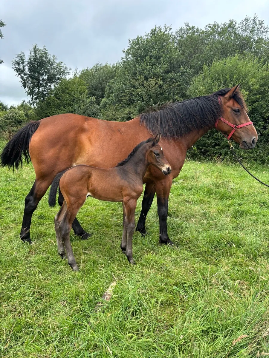 Broodmare and Foal - Image 1