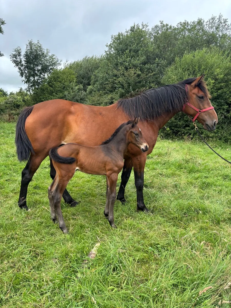 Broodmare and Foal - Image 2