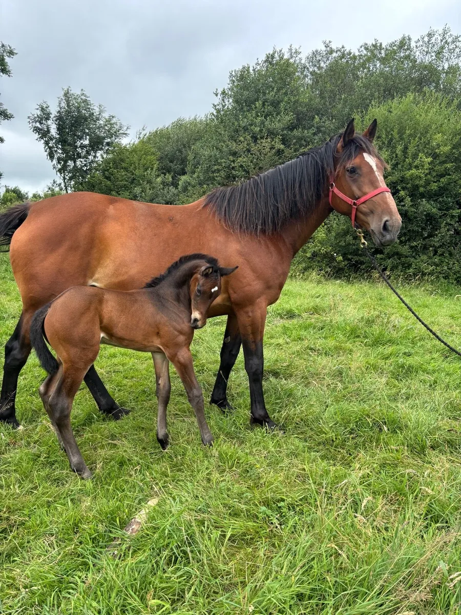 Broodmare and Foal - Image 3