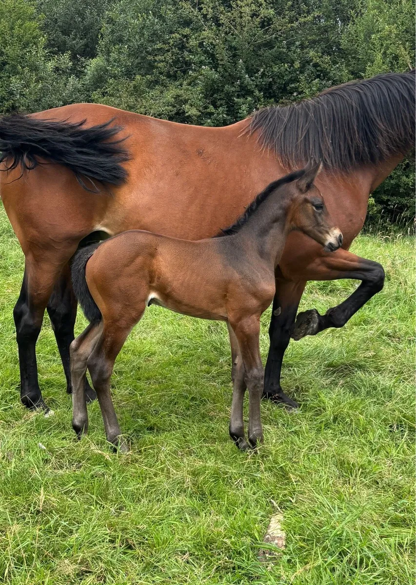 Broodmare and Foal - Image 4
