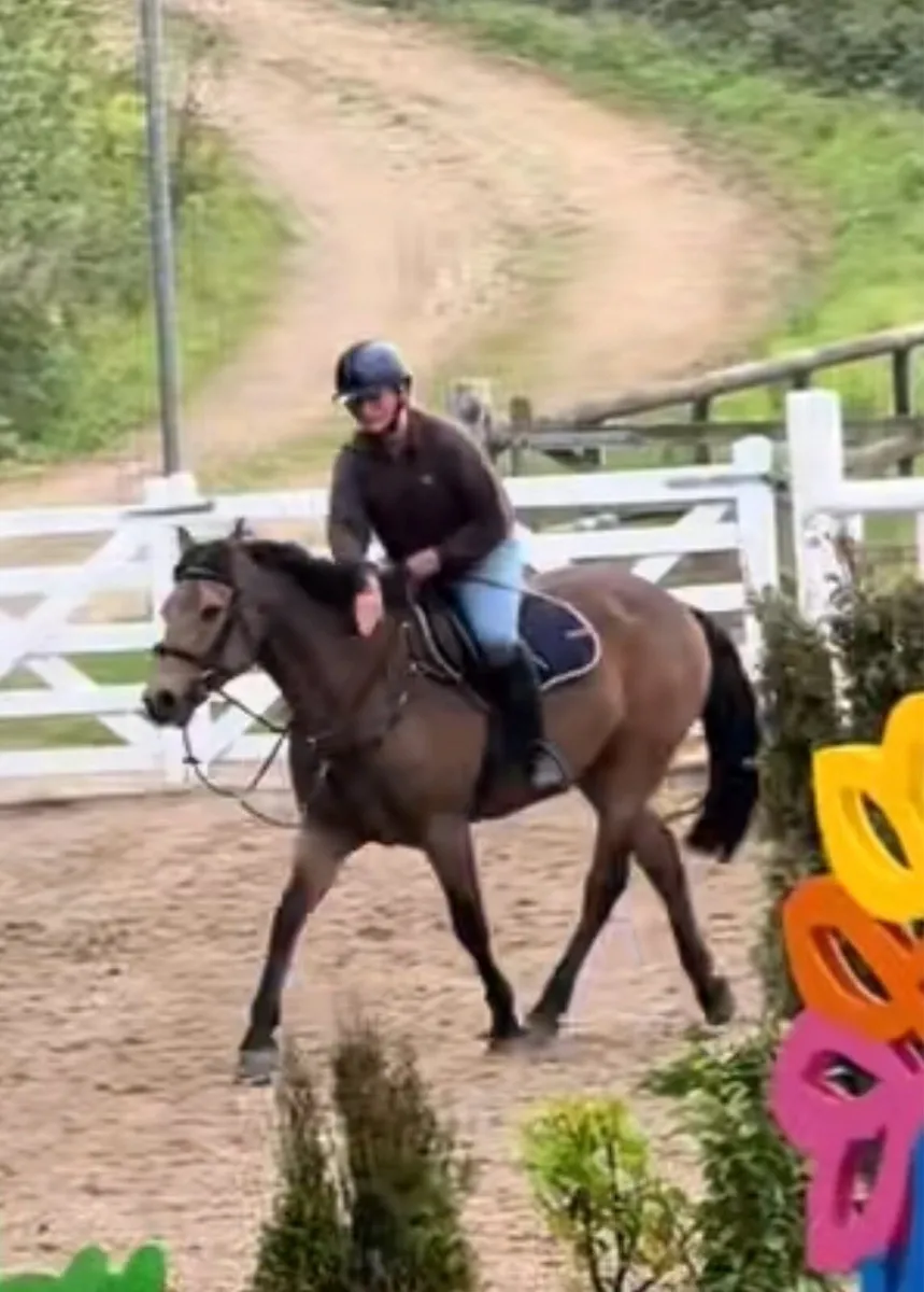 Pony - Image 4