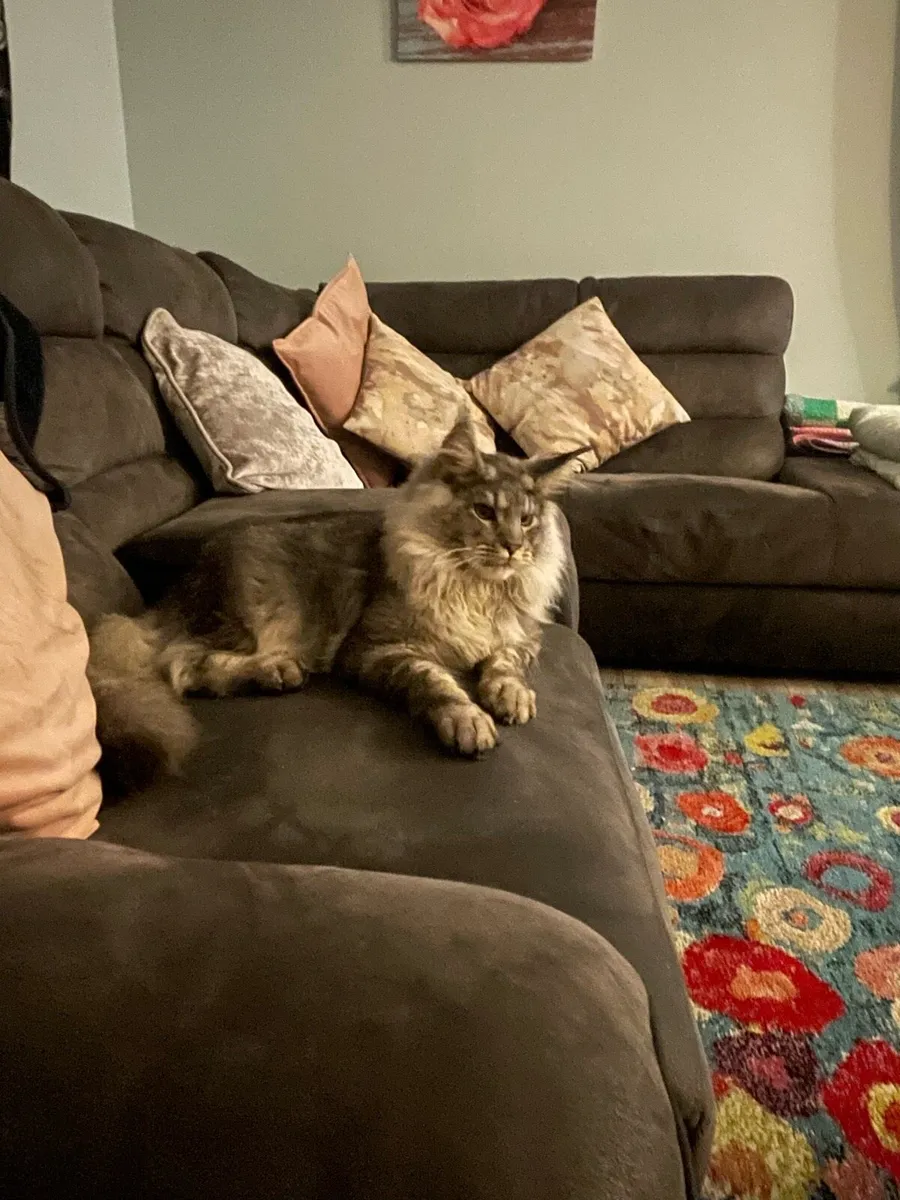 Mainecoon - Image 2