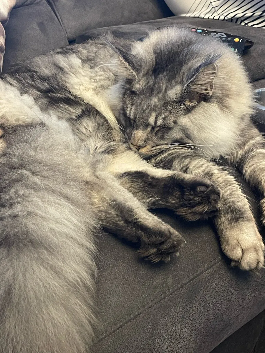 Mainecoon - Image 3