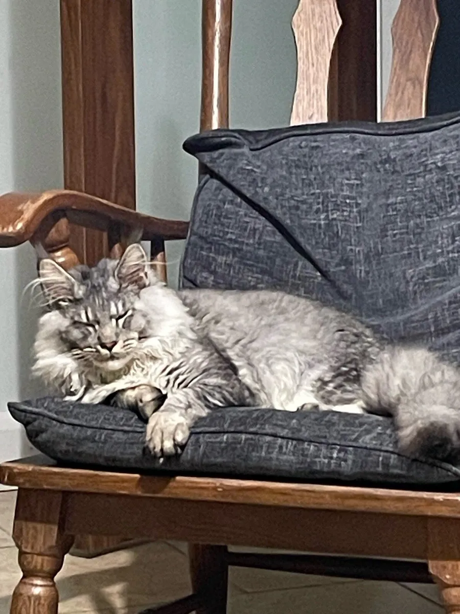 Mainecoon - Image 4