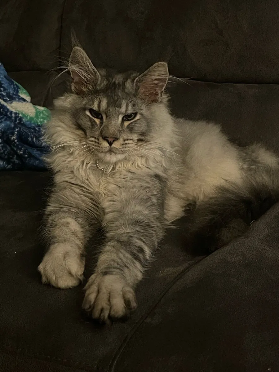 Mainecoon - Image 1