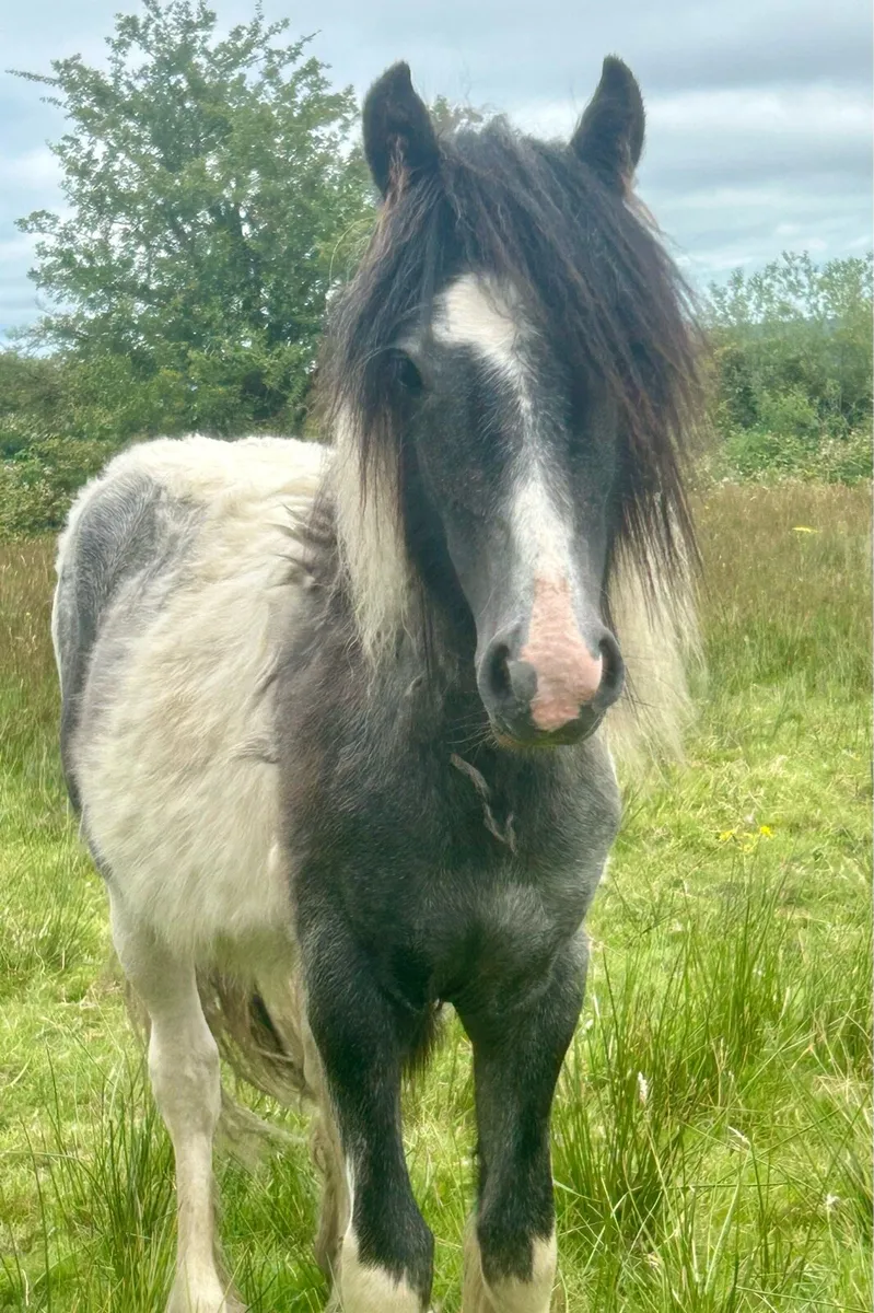 Family pet /companion - Image 1