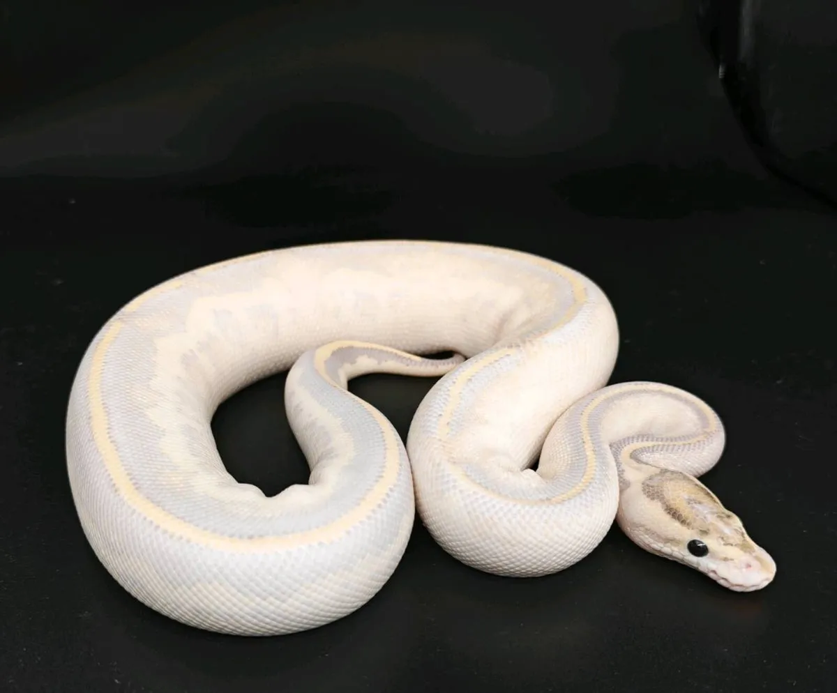 Royal python - Image 1