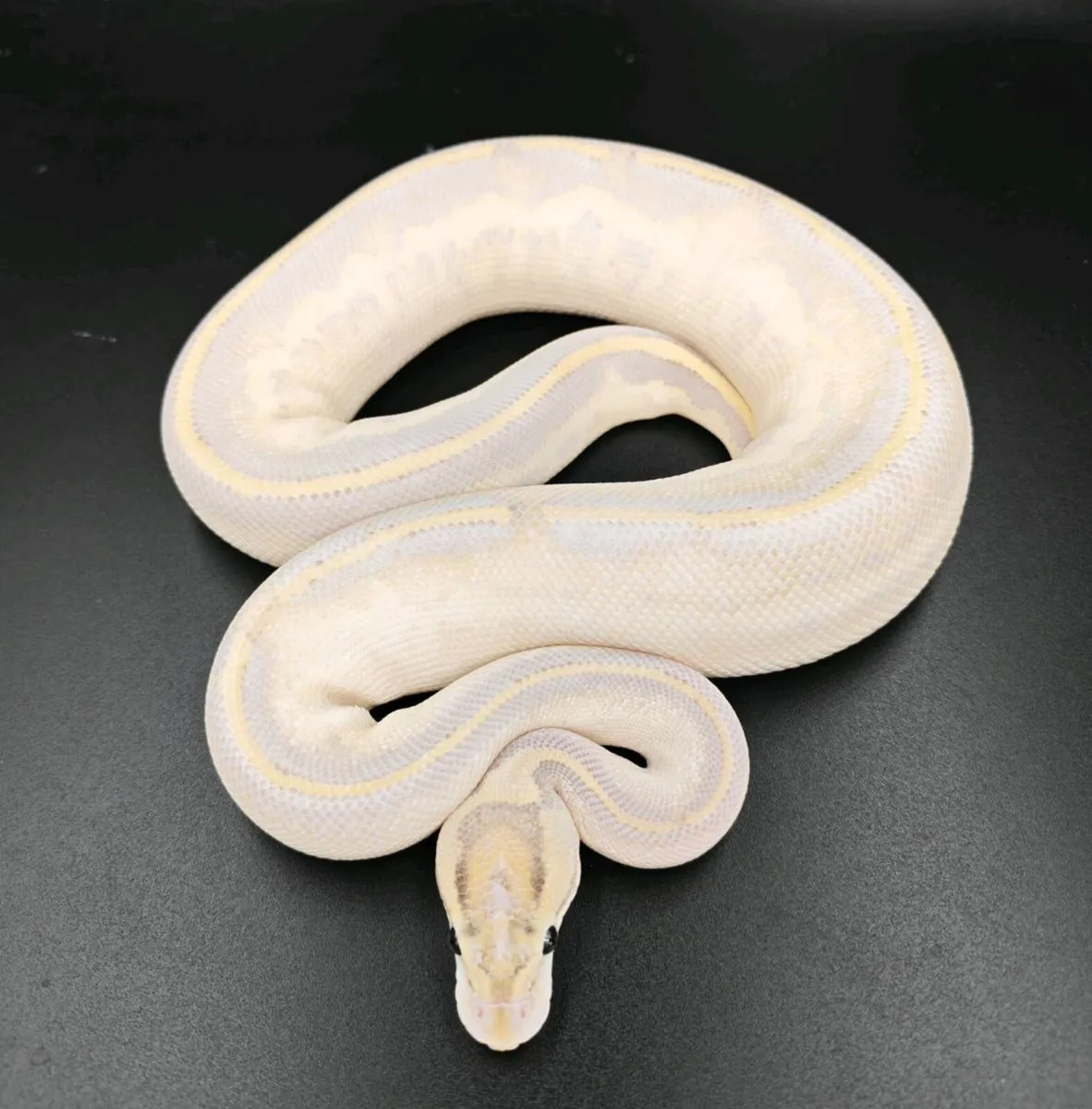 Royal python - Image 2
