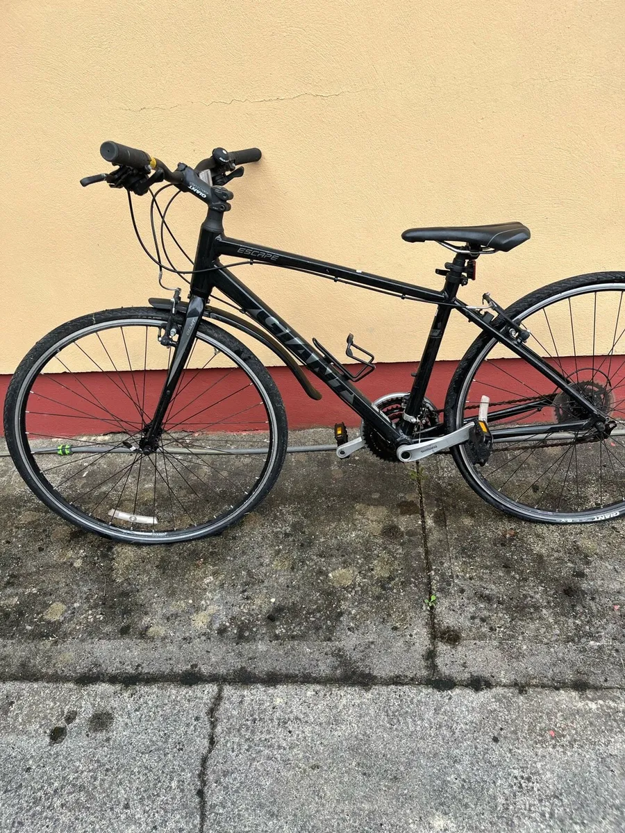 Adult Bicycle