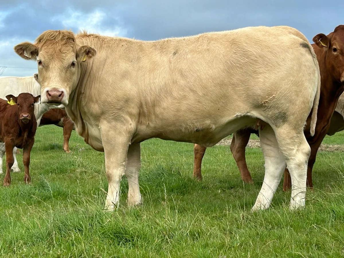5 super u grade incalf heifers - Image 2