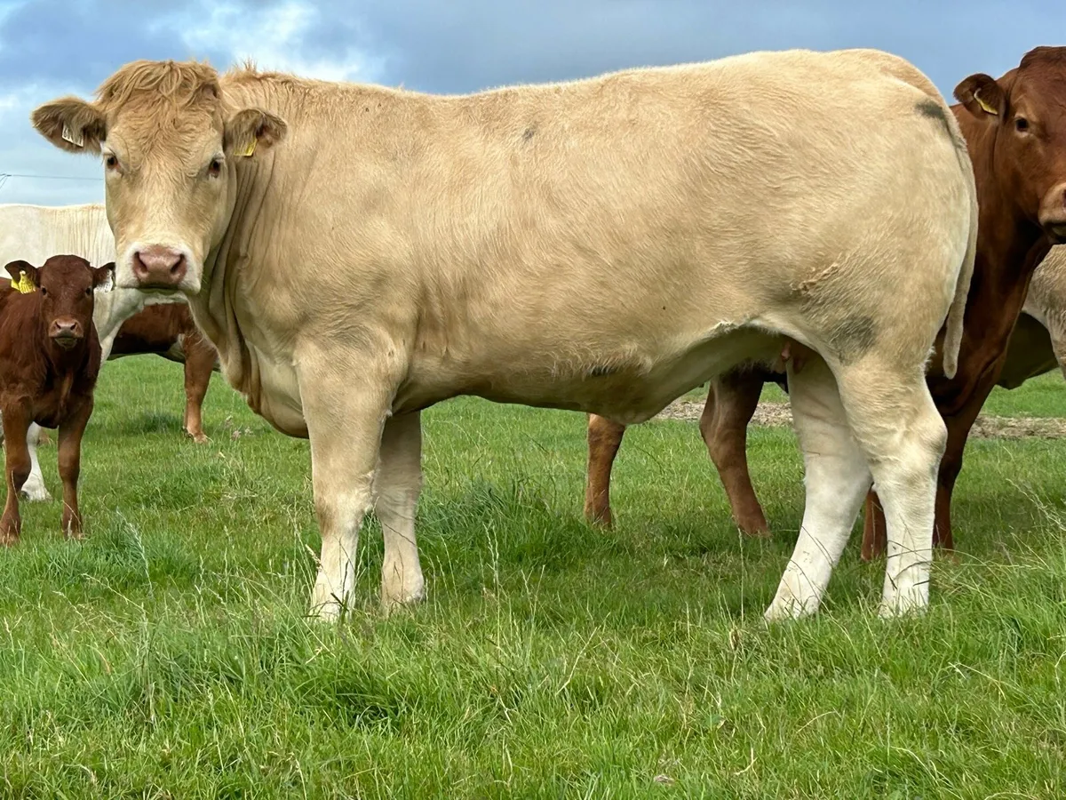 5 super u grade incalf heifers - Image 3