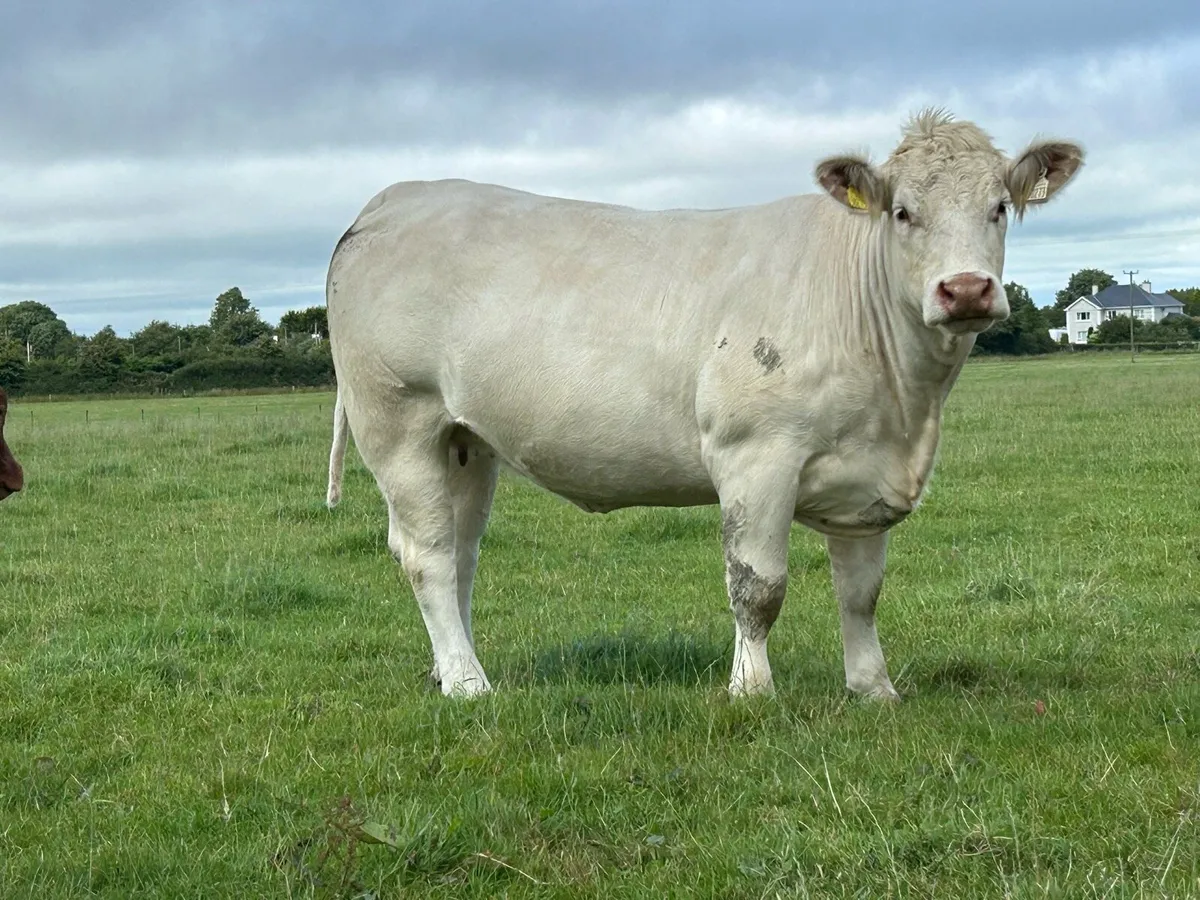 5 super u grade incalf heifers - Image 4