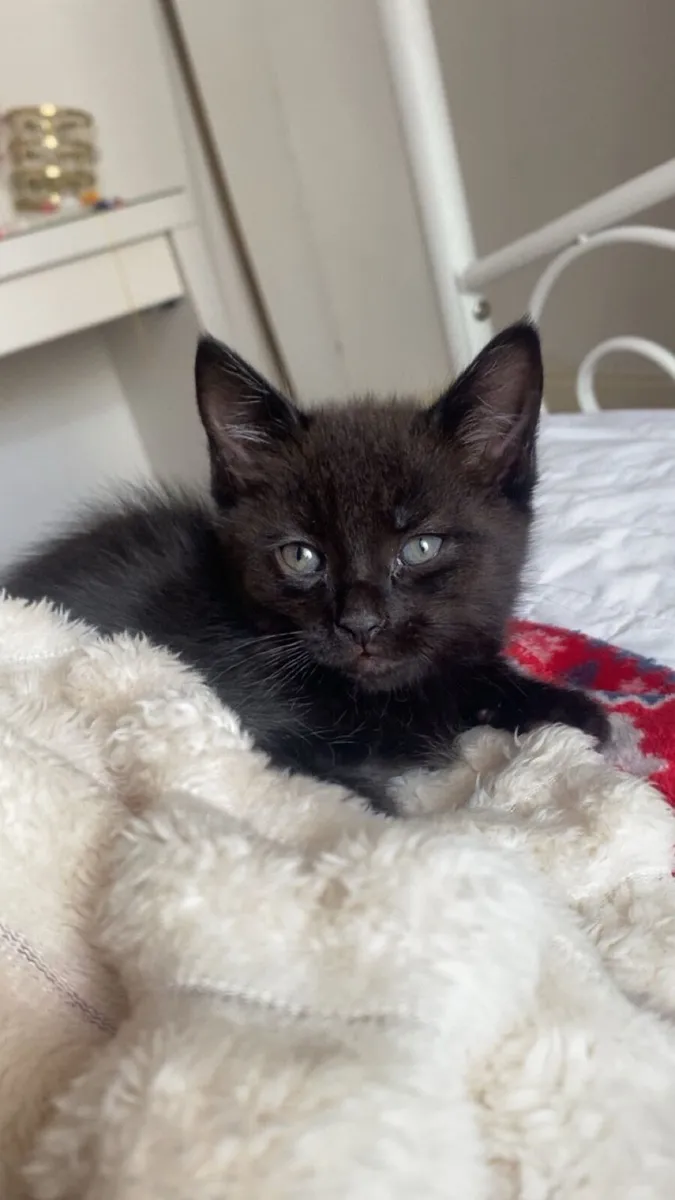Kittens - Image 3