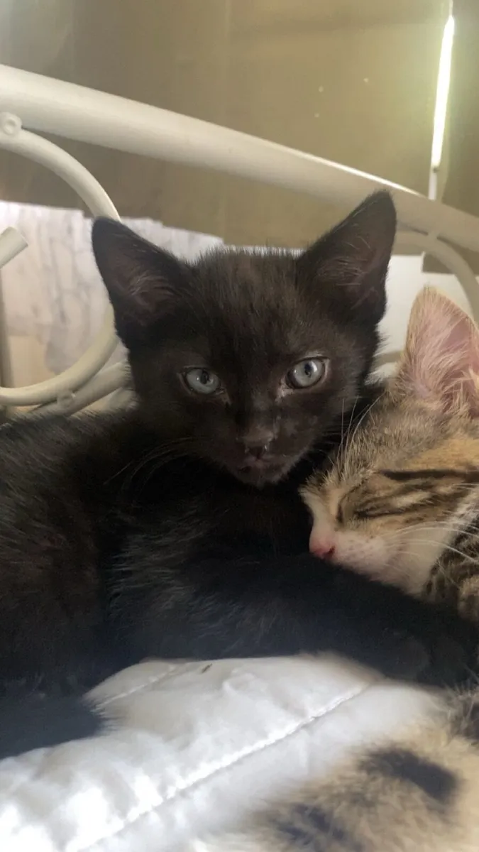 Kittens - Image 4